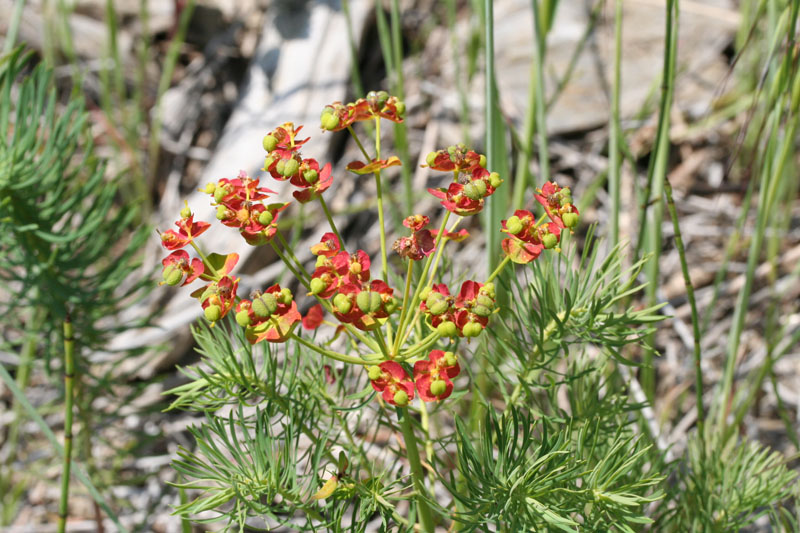 Euphorbia cyparissias / Euforbia cipressina